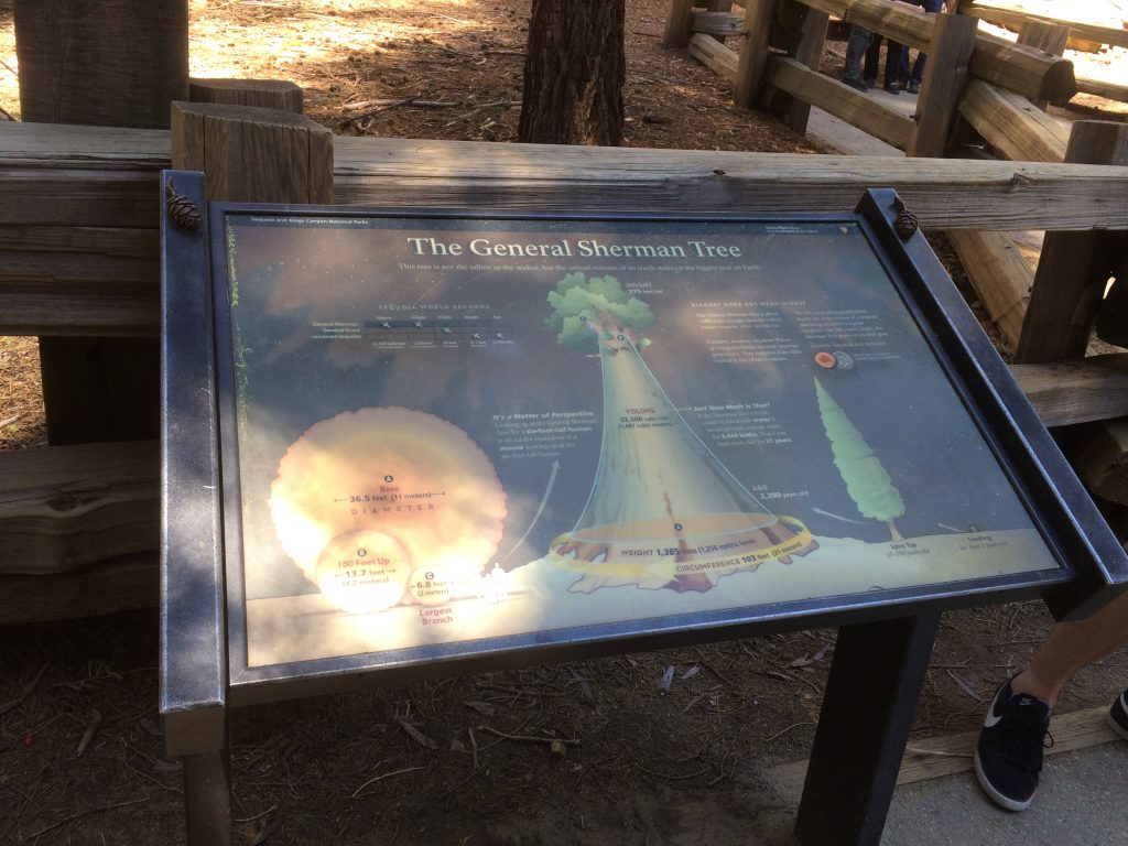 Sequoia (1)