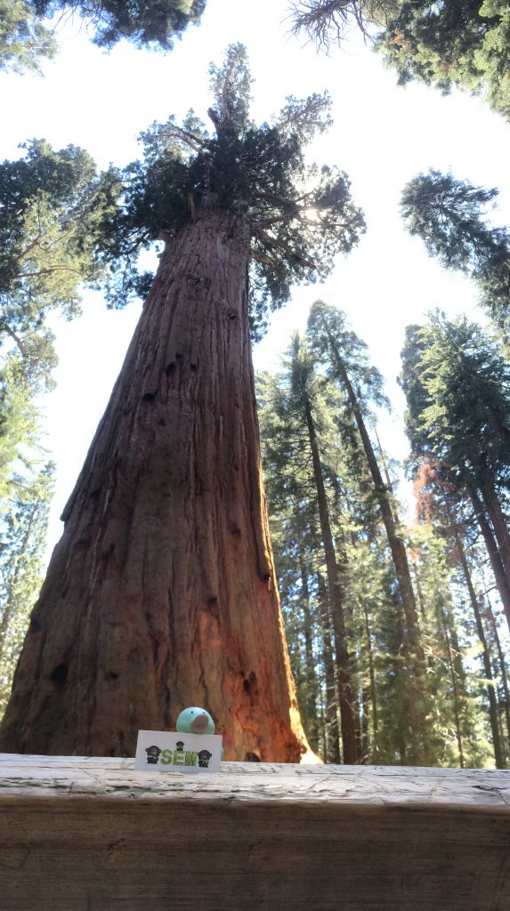 Sequoia (2)