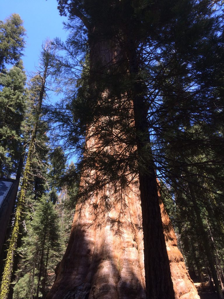Sequoia (4)